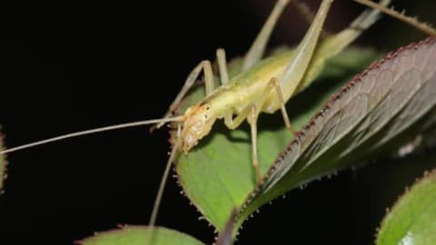 Scientists use AI to recreate insect calls from Jurassic; some communicated above human hearing