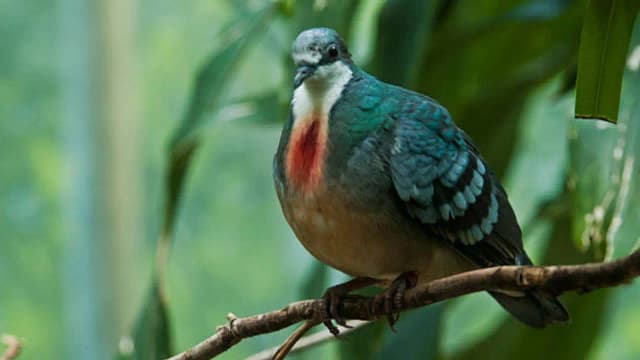 A pigeon with a ‘bleeding heart’ has returned after 20 years in Philippines, but its comeback may not be good news