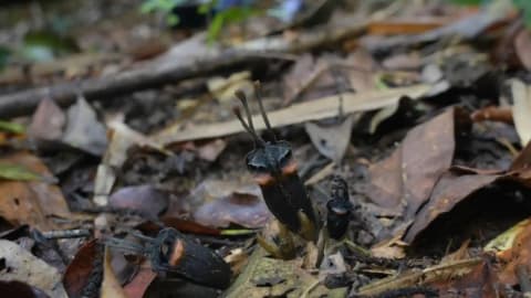 Devil Flower Species Found: Fungi-fed Thai plant stuns botanists; fewer than 50 exist