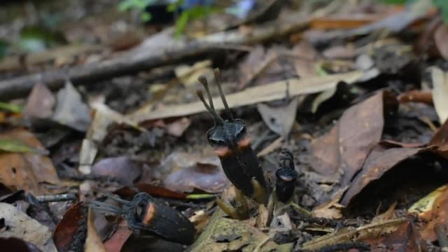 Devil Flower Species Found: Fungi-fed Thai plant stuns botanists; fewer than 50 exist