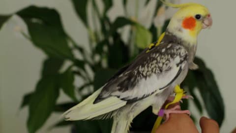 A Texas teenager started building birdhouses after losing his pet cockatiel; now he has inspired a conservation movement across 20 states