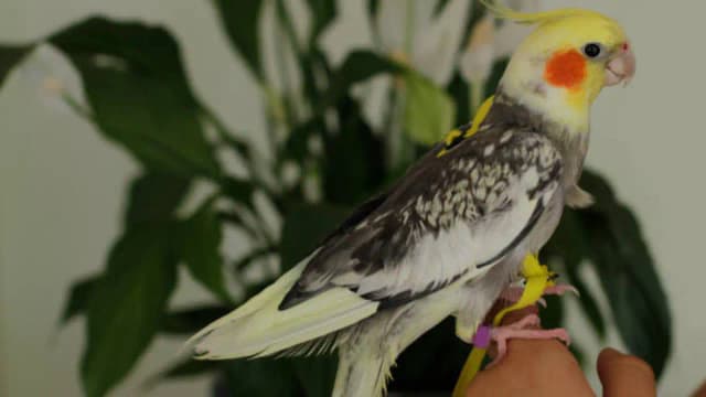 A Texas teenager started building birdhouses after losing his pet cockatiel; now he has inspired a conservation movement across 20 states
