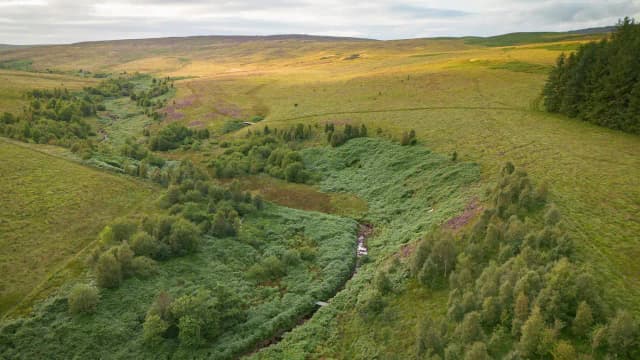A company bought 7,500 acres of England for £8.5 million to create ‘Britain’s Yellowstone'