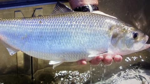 Dam Removal Reopens Habitat: Virginia project reconnects 127 miles; migratory fish return upstream