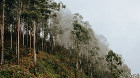 Brazil planted eucalyptus for pulp; 45 years later groundwater fell 4.5 metres