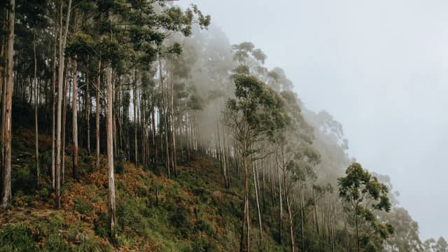 Brazil planted eucalyptus for pulp; 45 years later groundwater fell 4.5 metres