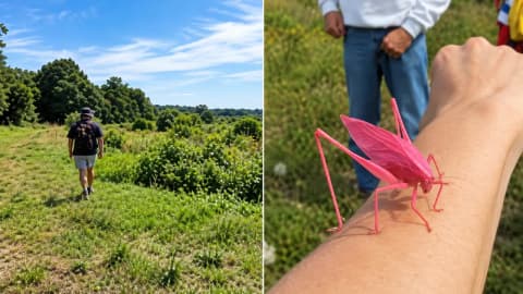 Massachusetts group restores 44 acres, mile of stream; butterflies follow