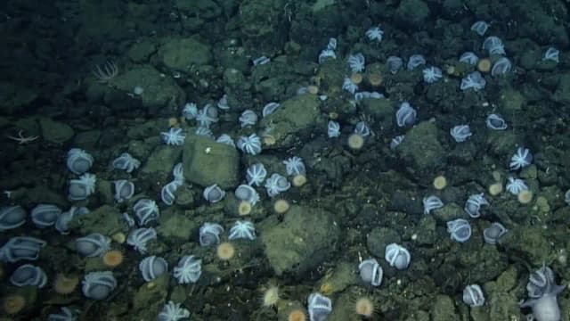 Scientists discovered an underwater city of 20,000 octopus nests deep inside California coast