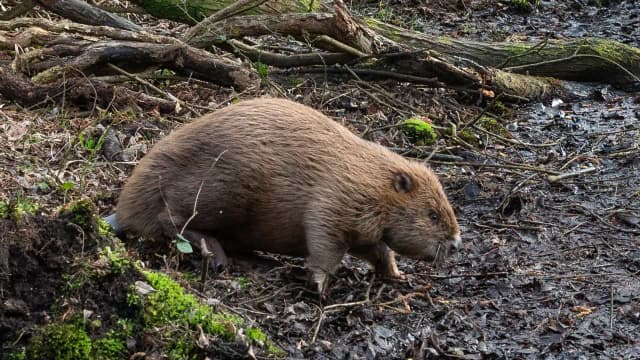 England released beavers into a Dorset woodland in 2025; one year later, their dams had...
