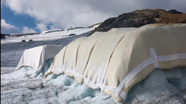 Scientists covered 200 square metres of a Swiss glacier with sheep’s wool; early tests found...