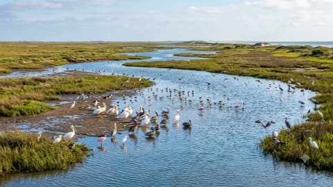 Texas’ Bahia Grande stayed dry for 70 years before tides brought wildlife back