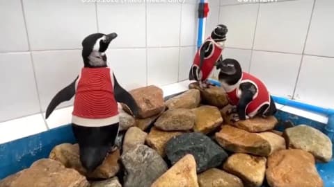 As El Niño intensifies, scientists in Chile are making a vulnerable penguin species wear copper vests, here's why