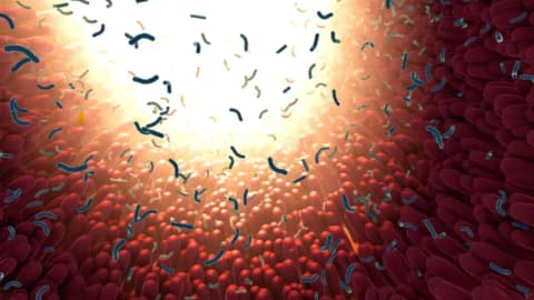 Hidden gut bacteria populations linked to ageing, cancer and type 2 diabetes may spread worldwide
