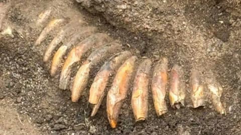 Roman cemetery dig reveals Stone Age man buried with 2 skulls, 42 teeth and an axe