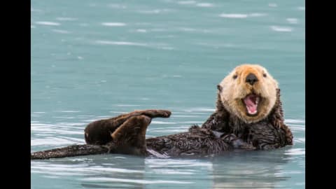 Sea otters returned to a California estuary; eelgrass expanded 600%, marsh-edge erosion slowed 69%
