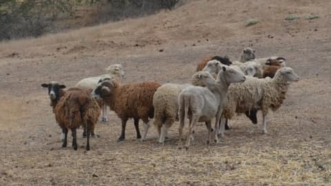 In 1980, conservationists began eradicating feral sheep to restore California's Santa Cruz Island