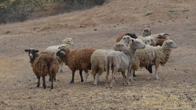 In 1980, conservationists began eradicating feral sheep to restore California's Santa Cruz Island