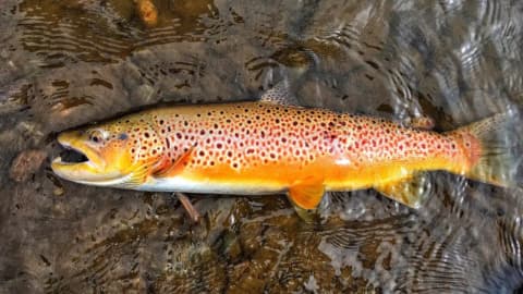 In 1864, Tasmania introduced brown trout from England for sport; 162 years later...
