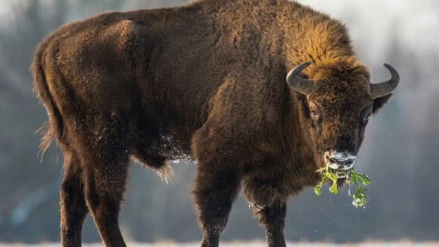 In 1987, Kansas brought bisons back to Konza Prairie; 29 yrs later, native plant richness rose 103%