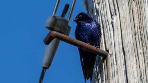 California cleared 900,000 lbs of debris, but left old telephone poles for purple martins to nest