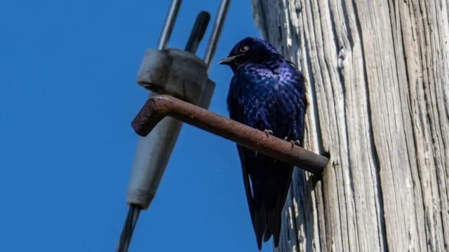 California cleared 900,000 lbs of debris, but left old telephone poles for purple martins to nest