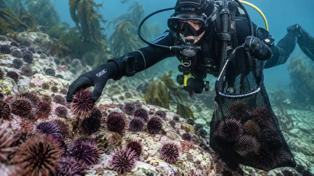 Volunteers removed 100,000 sea urchins in Norway; kelp and fish nurseries return