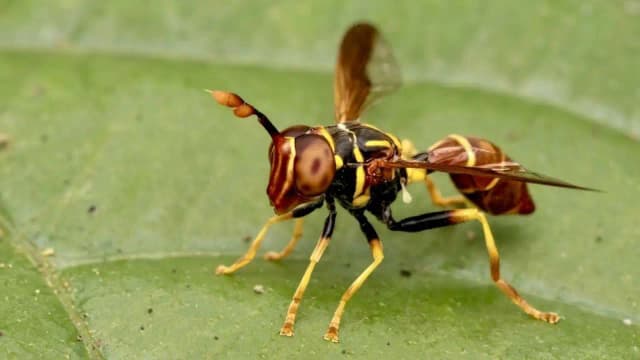 Meet Franklin Howley-Dumit Serulle, whose online insect photo helped reveal a new hoverfly