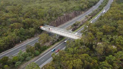 In 1974, Australian ranger proposed wildlife bridge; 52 years later, it opened over motorway