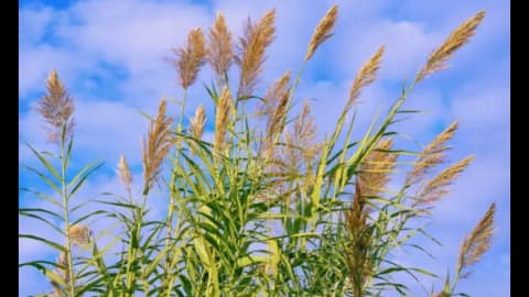 Giant reed came to California in the 1820s; now it crowds out native plants and fuels wildfires