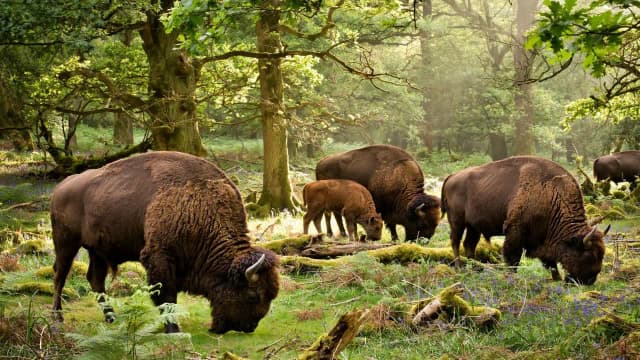 Britain brought back wild bison after 6,000 years; their grazing could create new habitats