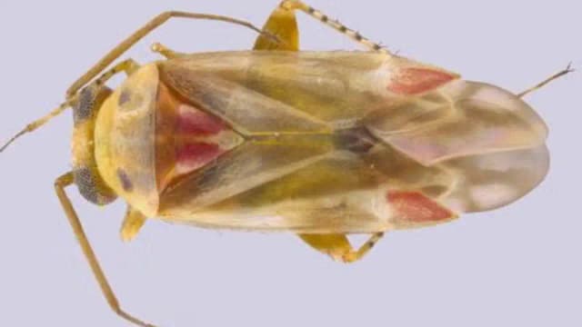 A Taylor Swift fan helped describe 12 new insect species; 4 species named after her music and life