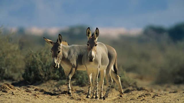 In 1982, Israel released 28 wild donkeys; 44 years later, they created a desert oasis