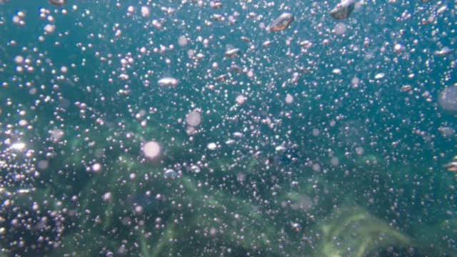 South China Sea methane leak formed a 1km plume; worms and bacteria built a ‘worm bed’ in 2 years
