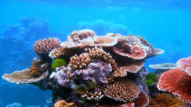 Belize Reef Restoration Effort: Lisa Carne revives storm-hit corals; project outplants 100,000 fragments