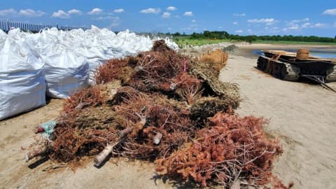 In 2024, New York turned 250 Christmas trees into breakwaters to restore salt marsh