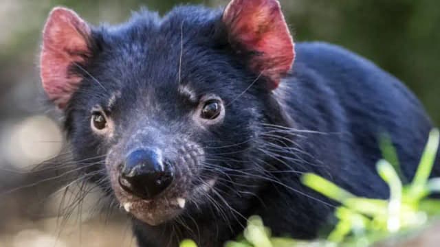 28 Tasmanian devils were moved to an island; 3,000 penguin pairs later disappeared