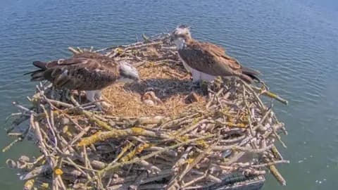 Osprey Population Self-Sustains: 300 young birds now breed freely; reintroduction inspires Europe