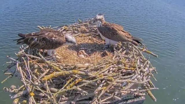 Osprey Population Self-Sustains: 300 young birds now breed freely; reintroduction inspires Europe