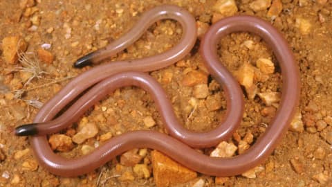 Meet Adrian Borsboom: Ecologist finds a worm-like snake; 34 years later, no one found another