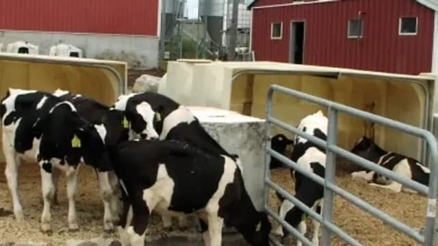 Massachusetts dairy turned cow manure and food waste into energy; it now saves thousands on heat, fertiliser and bedding