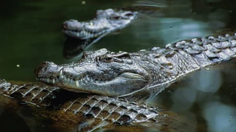 Israel’s crocodile prison plan puts wildlife protection and land use under scrutiny