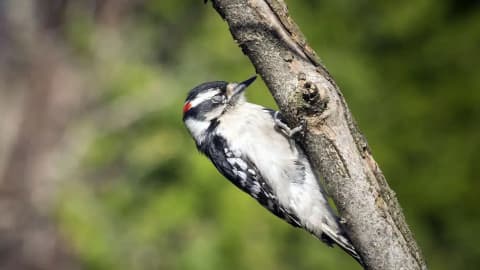 Why don't birds fall out of trees while sleeping? The unusual science behind the phenomenon