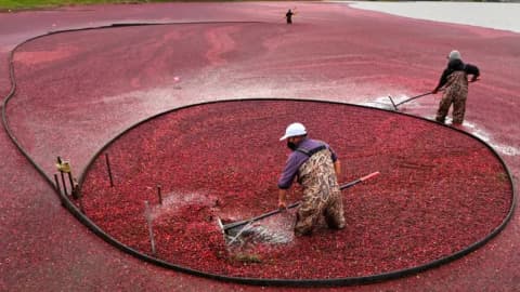 In 2018, Massachusetts removed the first of two old dams from former cranberry bogs; by 2020...