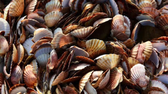 Japan village turns 40,000 tonnes of discarded scallop shells into stronger safety helmets