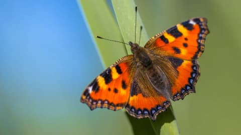 Britain’s butterfly boom comes with a warning for next year
