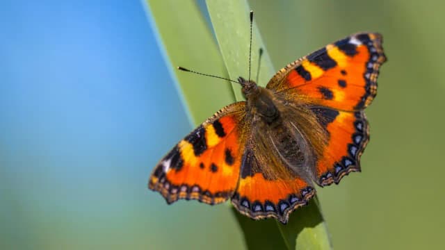 Britain’s butterfly boom comes with a warning for next year