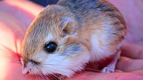 Scientists removed kangaroo rats for 13 years to reveal their hidden role in desert vegetation