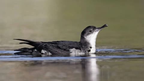 In 2013, St Agnes and Gugh began rat eradication; 12 yrs later, Manx shearwater sites hit record 225