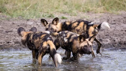 Three African wild dog brothers travelled 4,126 km; the longest recorded African mammal dispersal