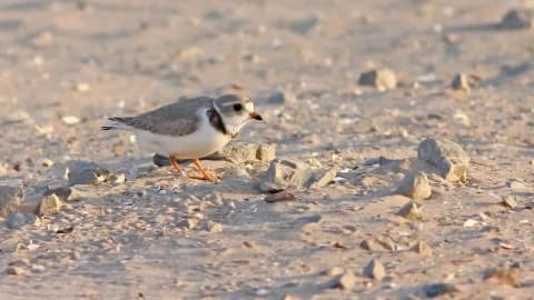 In 2019, Wisconsin turned 87,000 cubic yards of harbor dredge into 14 acres of shorebird habitat